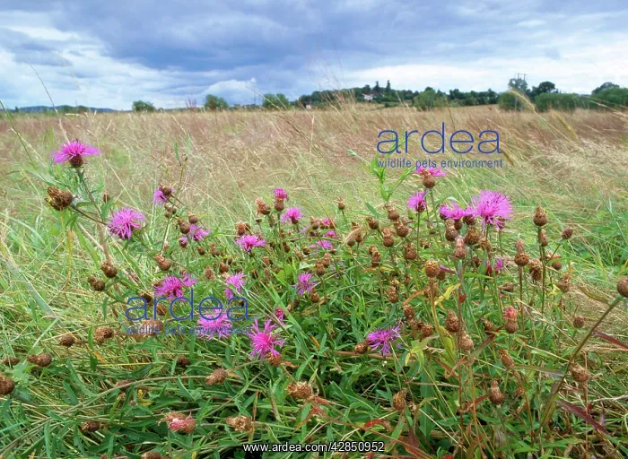: KNAPWEED - In lugg meadows, Plantlife reserve : KNAPWEED - In lugg meadows, Plantlife reserve