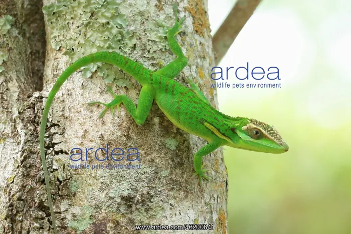 : Knight Anole (Anolis equestris) on a trunk, Cuba : Knight Anole (Anolis equestris) on a trunk, Cuba