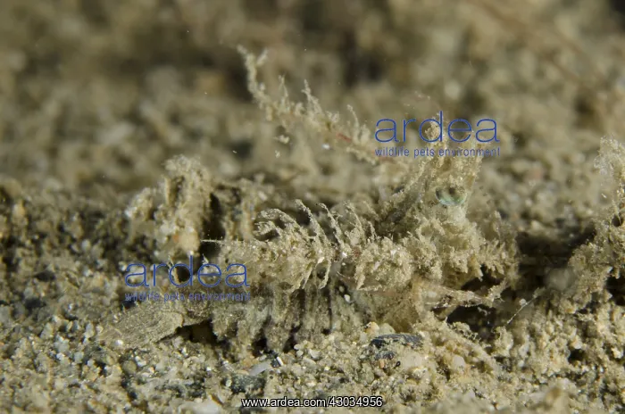 : Knight Rock Shrimp - camouflaged on sand - Night : Knight Rock Shrimp - camouflaged on sand - Night