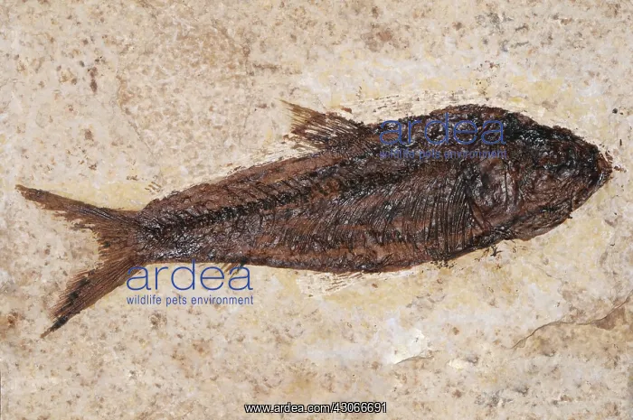 : Knightia Fish Fossil : Knightia Fish Fossil
