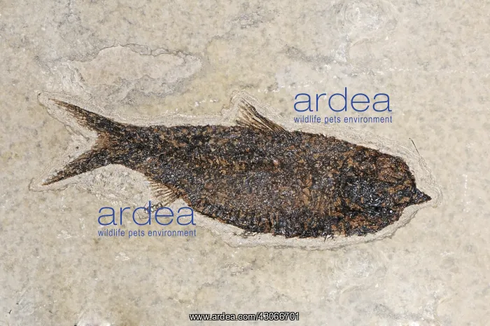 : Knightia Fish Fossil : Knightia Fish Fossil