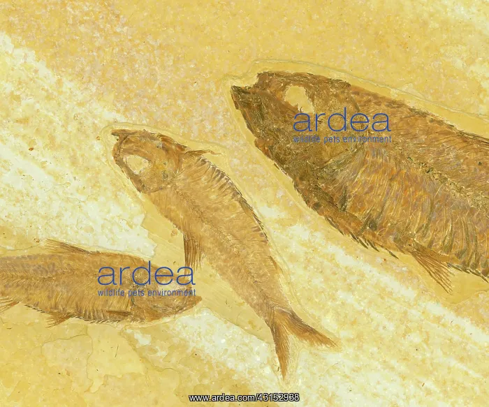 : Knightia Fish Fossil : Knightia Fish Fossil