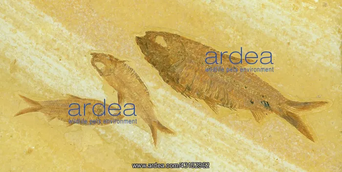 : Knightia Fish Fossil : Knightia Fish Fossil