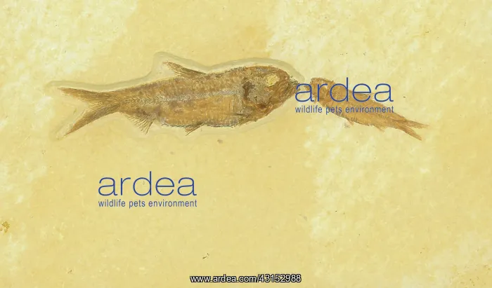 : Knightia Fish Fossil : Knightia Fish Fossil