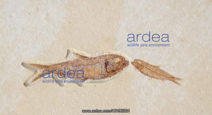 : Knightia Fish Fossil : Knightia Fish Fossil