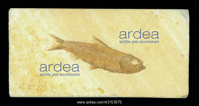 : Knightia Fish Fossil : Knightia Fish Fossil