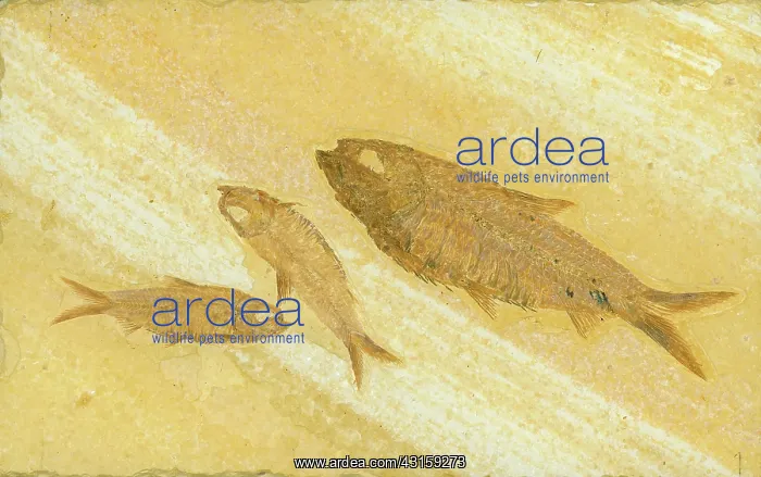 : Knightia Fish Fossil : Knightia Fish Fossil
