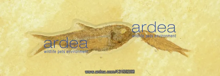 : Knightia Fish Fossil : Knightia Fish Fossil