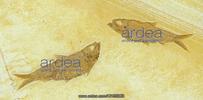 : Knightia Fish Fossil : Knightia Fish Fossil