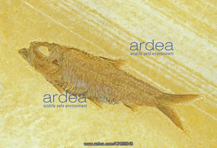 : Knightia Fish Fossil : Knightia Fish Fossil