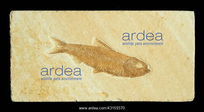 : Knightia Fish Fossil : Knightia Fish Fossil