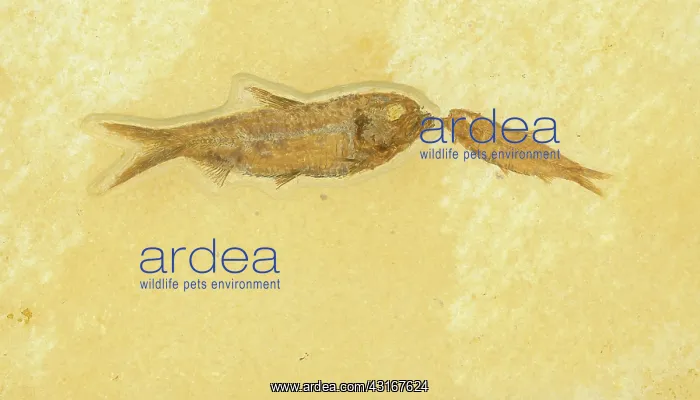 : Knightia Fish Fossil : Knightia Fish Fossil