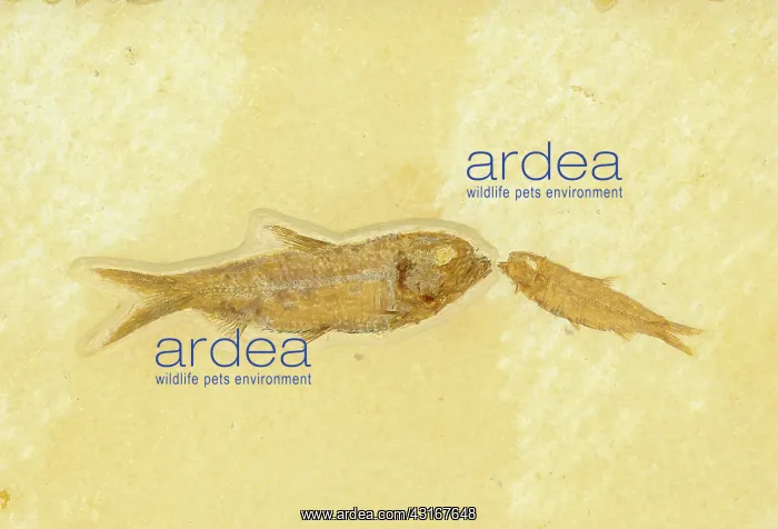 : Knightia Fish Fossil : Knightia Fish Fossil
