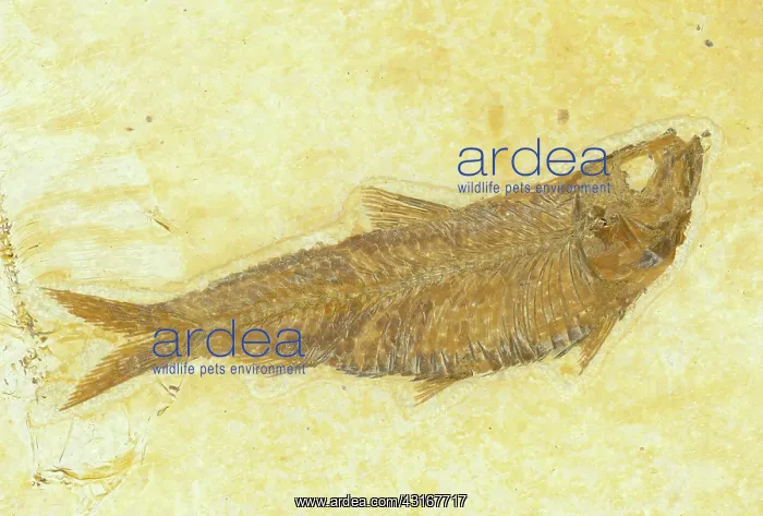 : Knightia Fish Fossil : Knightia Fish Fossil