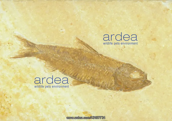 : Knightia Fish Fossil : Knightia Fish Fossil