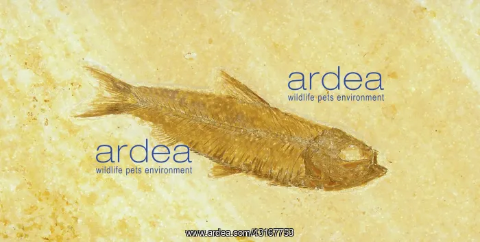 : Knightia Fish Fossil : Knightia Fish Fossil