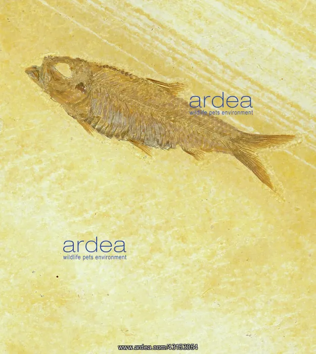 : Knightia Fossil Fish : Knightia Fossil Fish