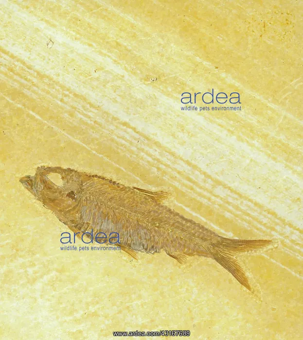 : Knightia Fossil Fish : Knightia Fossil Fish