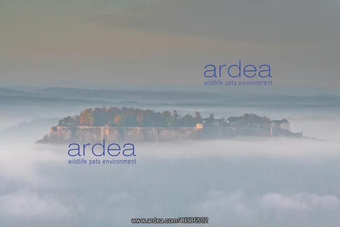 : Knnigstein Fortress above the morning mist at su : Knnigstein Fortress above the morning mist at su