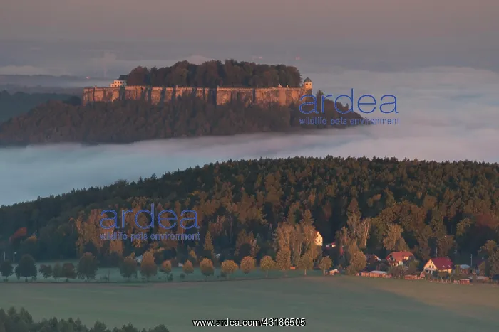 : Knnigstein Fortress above the morning mist at sunrise : Knnigstein Fortress above the morning mist at sunrise