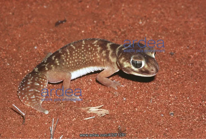 : KNOB TAILED GECKO : KNOB TAILED GECKO