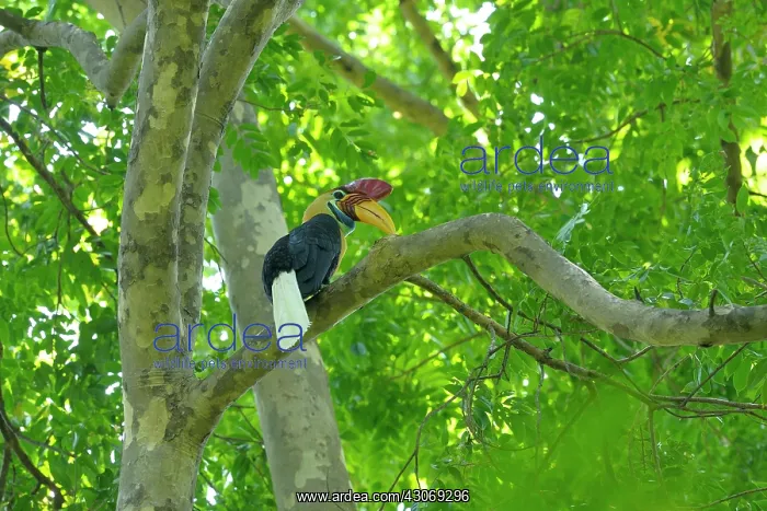 : Knobbed Hornbill : Knobbed Hornbill