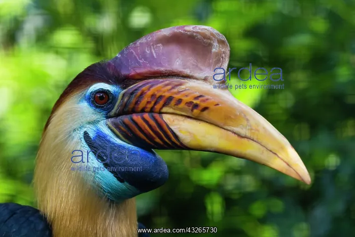 : Knobbed Hornbill, or Sulawesi Wrinkled Hornbill : Knobbed Hornbill, or Sulawesi Wrinkled Hornbill