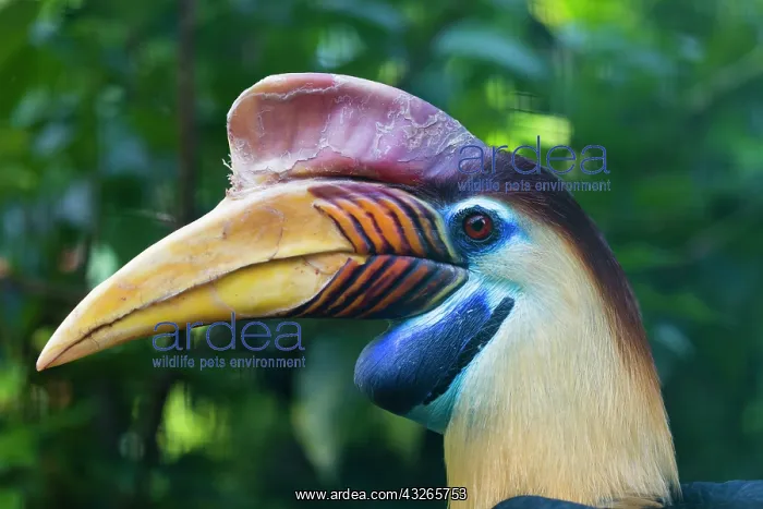: Knobbed Hornbill, or Sulawesi Wrinkled Hornbill : Knobbed Hornbill, or Sulawesi Wrinkled Hornbill