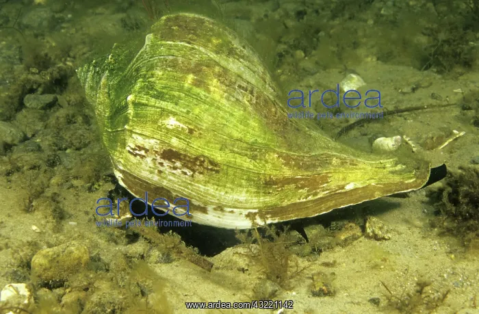 : Knobbed Whelk : Knobbed Whelk