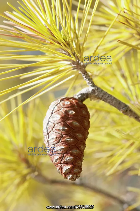 : Knobcone pine : Knobcone pine