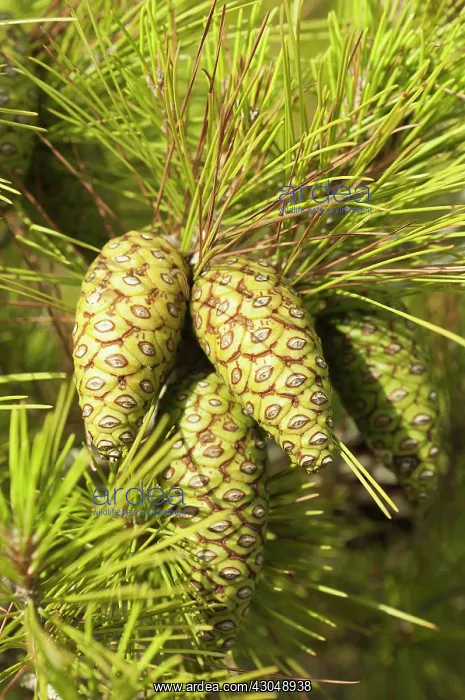 : Knobcone pine : Knobcone pine
