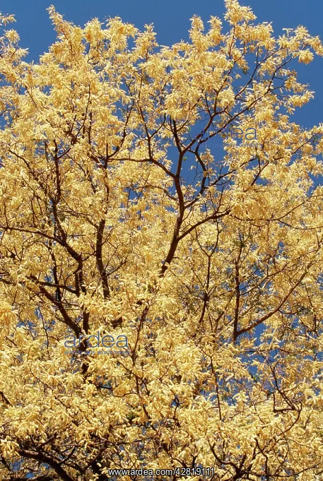 : Knobthorn ACACIA - blossom : Knobthorn ACACIA - blossom
