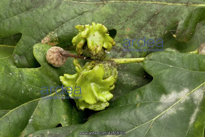 : Knopper gall on acorns of common oak (Quercus robur) : Knopper gall on acorns of common oak (Quercus robur)
