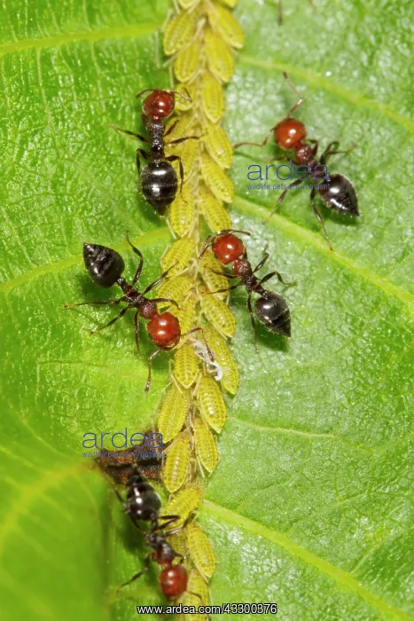  : Knot ant, Knot ants, Other animals, Insects, Animals