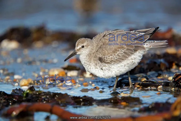 : Knot - on the beach : Knot - on the beach