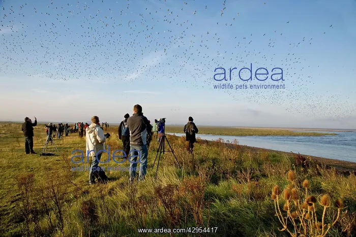 : Knot - Birdwatchers watching flock flying over : Knot - Birdwatchers watching flock flying over
