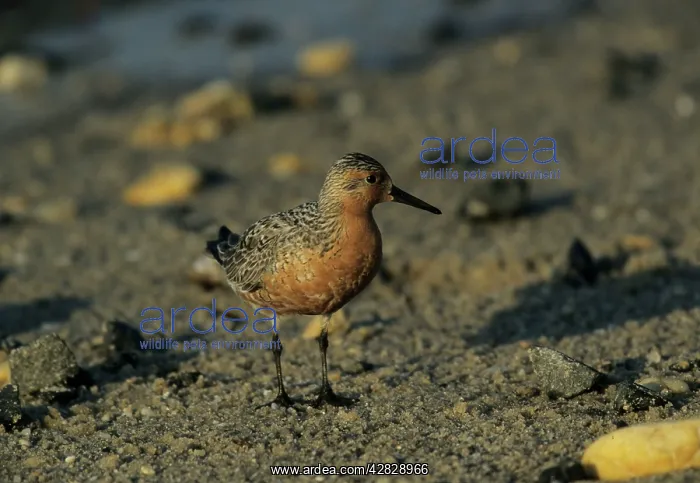  : Knot - Breeding Plumage