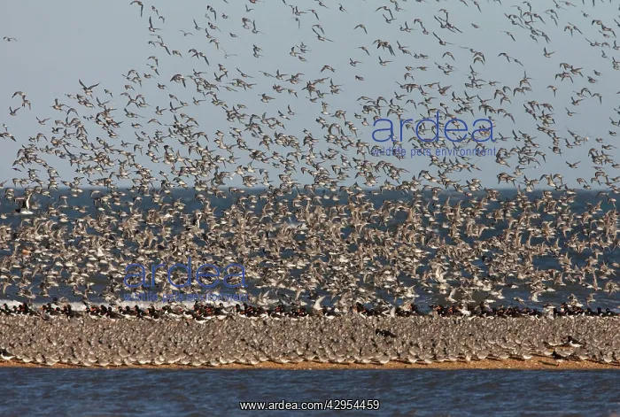  : Knot (Calidris canutus)