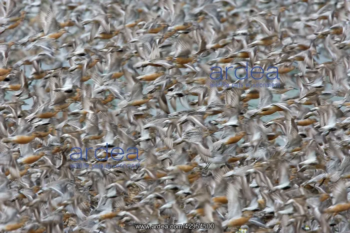  : Knot (Calidris canutus)