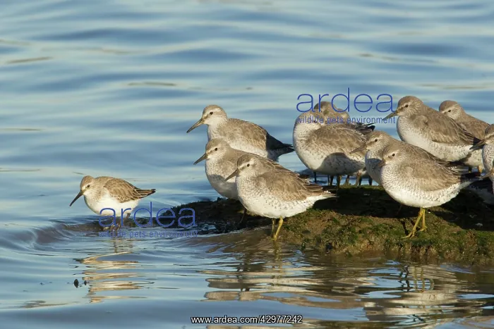 : Knot and Dunlin - high tide roost : Knot and Dunlin - high tide roost