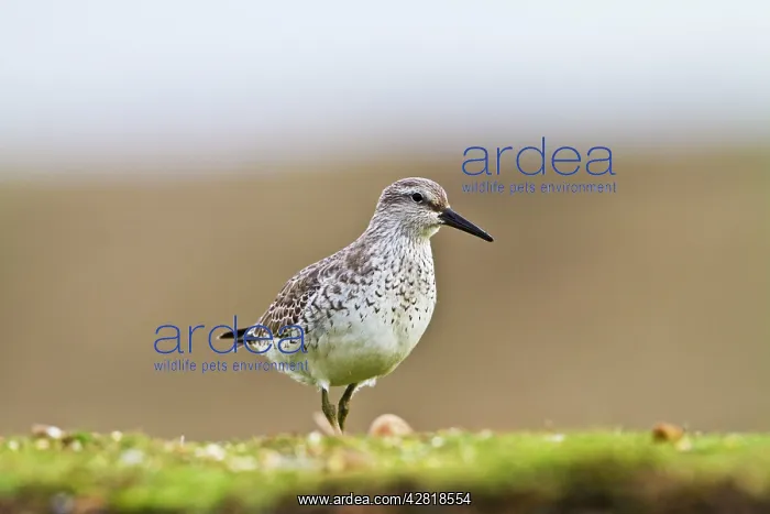 : Knot - feeding on bank : Knot - feeding on bank