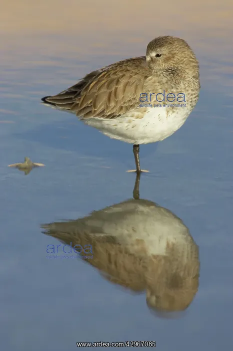 : Knot feeding - roosting at high tide : Knot feeding - roosting at high tide