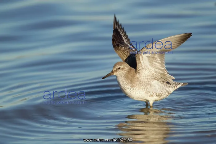 : Knot - flapping wings at high tide roost : Knot - flapping wings at high tide roost