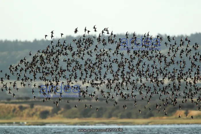 : Knot - flock in flight along coastline - autumn : Knot - flock in flight along coastline - autumn