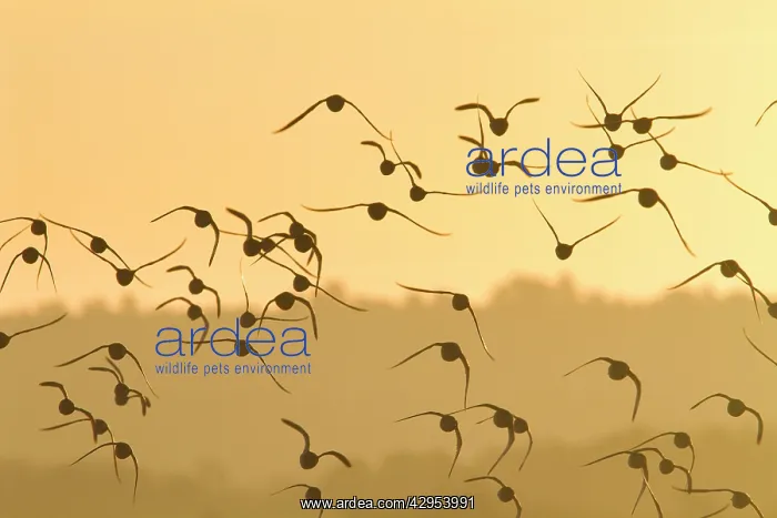 : Knot - A flock in flight in the early morning : Knot - A flock in flight in the early morning