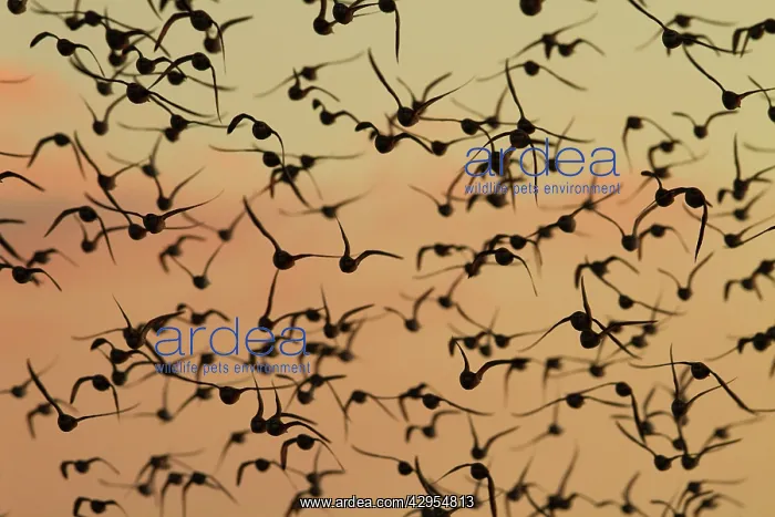 : Knot - A flock in flight in the early morning : Knot - A flock in flight in the early morning