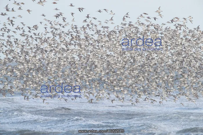 : Knot - flock in flight in the Wadden Sea national : Knot - flock in flight in the Wadden Sea national