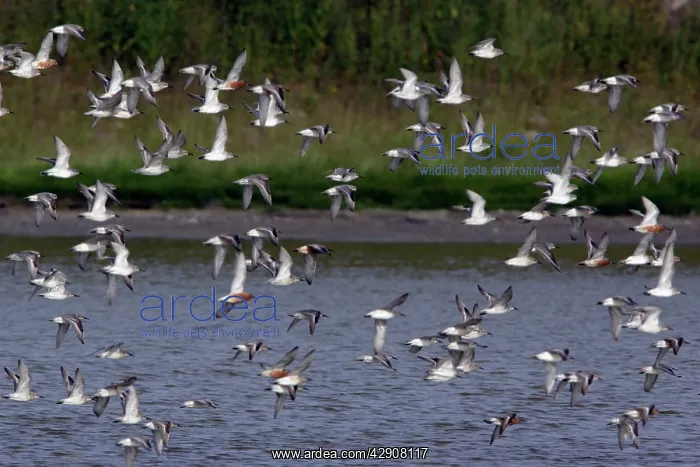 : Knot - Flock flying northwards along coast, in spring : Knot - Flock flying northwards along coast, in spring