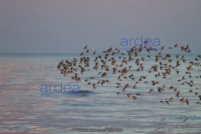 : Knot - A flock of knot flying low over the sea : Knot - A flock of knot flying low over the sea