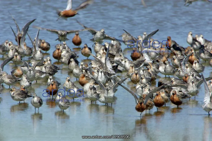 : Knot - Flock resting and preening, during spring migration : Knot - Flock resting and preening, during spring migration